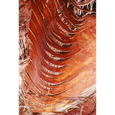 Palm Bark Gold Ornate Wood Framed Art Print with Double Matting by Blue, Cyril