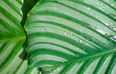 Tropical Leaf White Modern Wood Framed Art Print with Double Matting by Blue, Cyril