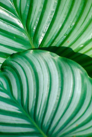 Tropical Leaf White Modern Wood Framed Art Print with Double Matting by Blue, Cyril
