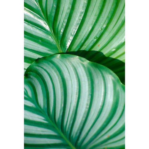 Tropical Leaf Black Modern Wood Framed Art Print by Blue, Cyril
