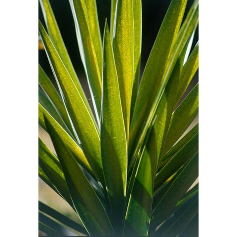 Aloe Gold Ornate Wood Framed Art Print with Double Matting by Blue, Cyril