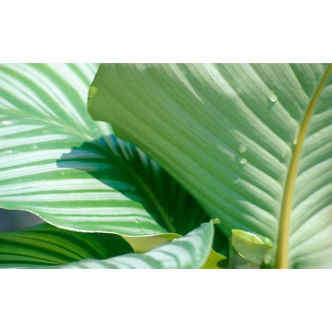 Tropical Leaves Black Modern Wood Framed Art Print with Double Matting by Blue, Cyril