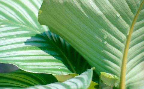 Tropical Leaves White Modern Wood Framed Art Print with Double Matting by Blue, Cyril