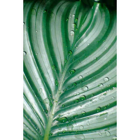 Tropical Leaf Black Modern Wood Framed Art Print by Blue, Cyril