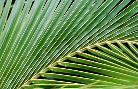 Palm Frond White Modern Wood Framed Art Print with Double Matting by Blue, Cyril