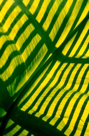 Palm Frond White Modern Wood Framed Art Print with Double Matting by Blue, Cyril