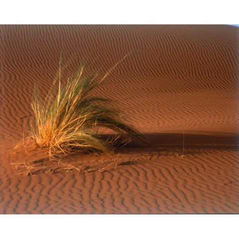 Grass, Sand Dune Sahara Black Modern Wood Framed Art Print with Double Matting by Blue, Cyril