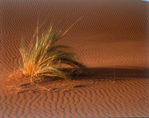 Grass, Sand Dune Sahara White Modern Wood Framed Art Print with Double Matting by Blue, Cyril