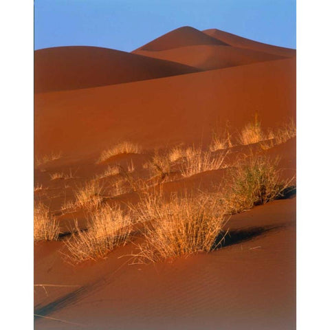 Grasses, Sand Dunes Sahara White Modern Wood Framed Art Print by Blue, Cyril