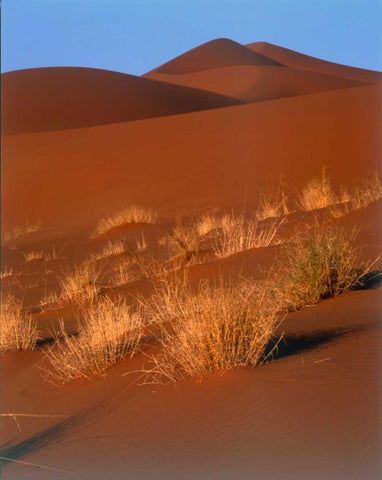 Grasses, Sand Dunes Sahara White Modern Wood Framed Art Print with Double Matting by Blue, Cyril