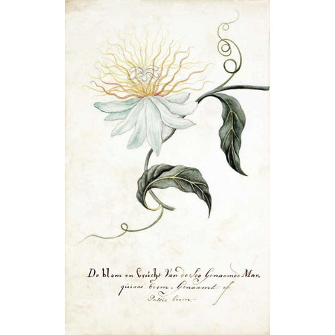 Passion Tree Gold Ornate Wood Framed Art Print with Double Matting by Markee, Cornelis