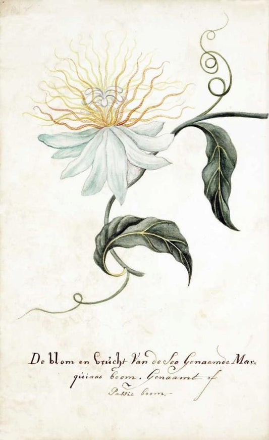 Image Only