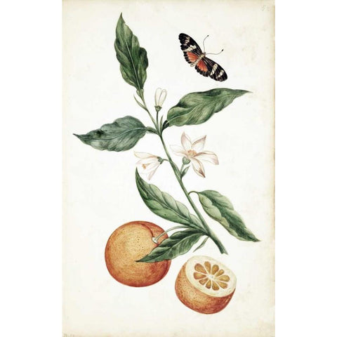 Orange Blossom Gold Ornate Wood Framed Art Print with Double Matting by Markee, Cornelis