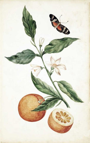 Orange Blossom White Modern Wood Framed Art Print with Double Matting by Markee, Cornelis