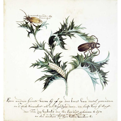 Thistle with Beetles Gold Ornate Wood Framed Art Print with Double Matting by Markee, Cornelis
