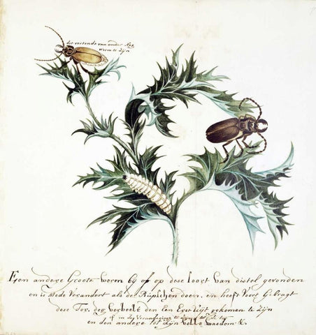 Thistle with Beetles Black Ornate Wood Framed Art Print with Double Matting by Markee, Cornelis
