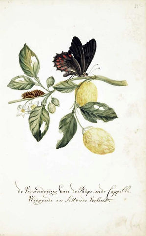 Limmetijen Tree, Butterflies Black Ornate Wood Framed Art Print with Double Matting by Markee, Cornelis