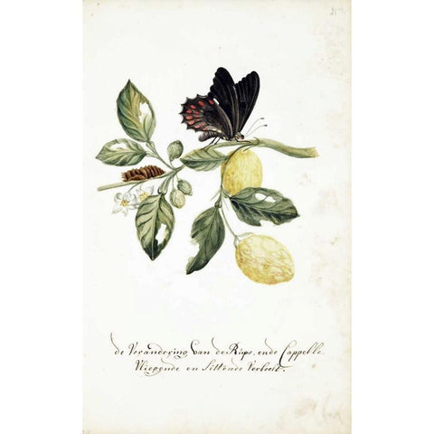 Limmetijen Tree, Butterflies Gold Ornate Wood Framed Art Print with Double Matting by Markee, Cornelis