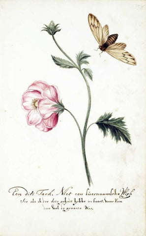 Anemone, Surinam Fly White Modern Wood Framed Art Print with Double Matting by Markee, Cornelis