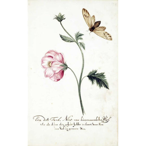 Anemone, Surinam Fly Gold Ornate Wood Framed Art Print with Double Matting by Markee, Cornelis
