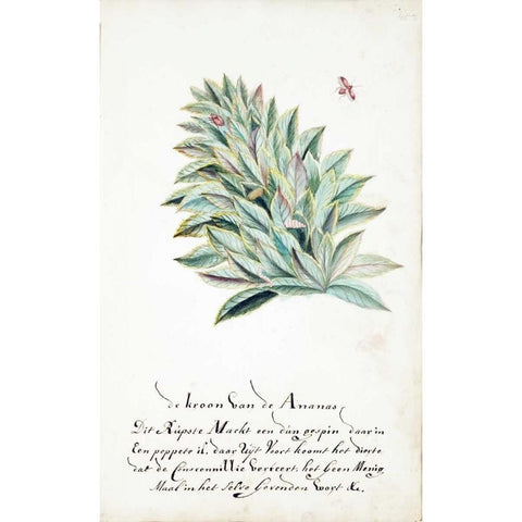 Pineapple Crown Gold Ornate Wood Framed Art Print with Double Matting by Markee, Cornelis