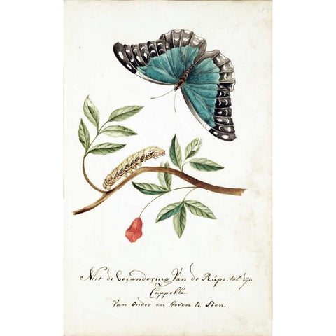 Plant With Leaves, Caterpillar, Butterfly Black Modern Wood Framed Art Print with Double Matting by Markee, Cornelis