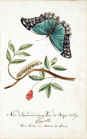 Plant With Leaves, Caterpillar, Butterfly Black Ornate Wood Framed Art Print with Double Matting by Markee, Cornelis