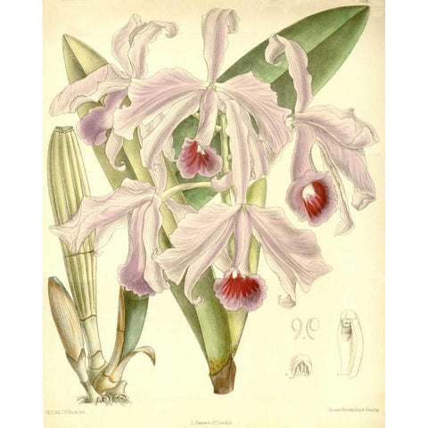 Orchid, Cattleya Lawrenceana White Modern Wood Framed Art Print by Curtis, William