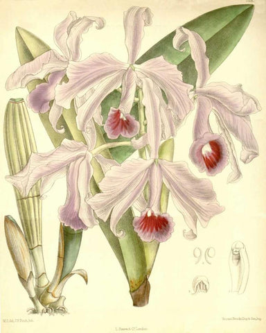 Orchid, Cattleya Lawrenceana Black Ornate Wood Framed Art Print with Double Matting by Curtis, William