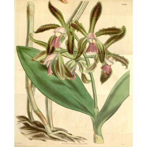 Orchid, Cattleya Guttata Gold Ornate Wood Framed Art Print with Double Matting by Curtis, William