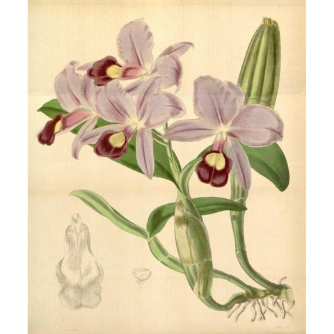 Orchid, Guarianthe Skinneri Gold Ornate Wood Framed Art Print with Double Matting by Curtis, William