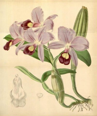 Orchid, Guarianthe Skinneri White Modern Wood Framed Art Print with Double Matting by Curtis, William