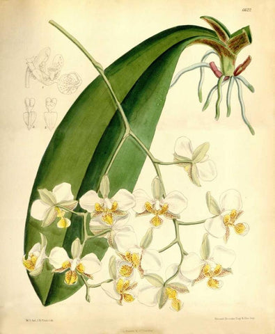 Orchid, Phalaenopsis Stuartiana Black Ornate Wood Framed Art Print with Double Matting by Curtis, William
