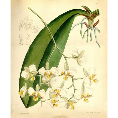 Orchid, Phalaenopsis Stuartiana Gold Ornate Wood Framed Art Print with Double Matting by Curtis, William
