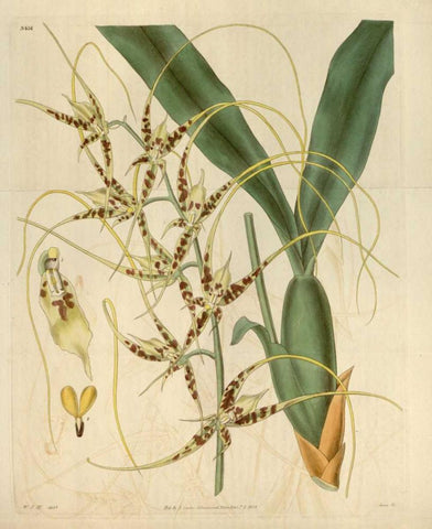 Orchid, Brassia Caudata Black Ornate Wood Framed Art Print with Double Matting by Curtis, William