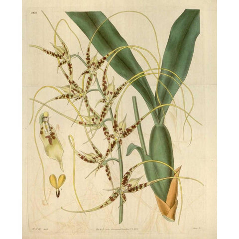 Orchid, Brassia Caudata Gold Ornate Wood Framed Art Print with Double Matting by Curtis, William