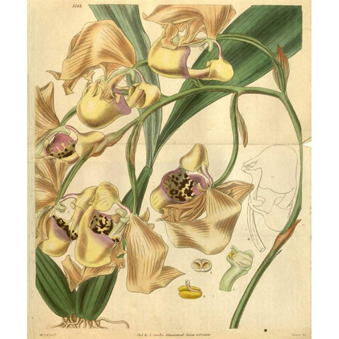 Orchid, Coryanthes Maculata Gold Ornate Wood Framed Art Print with Double Matting by Curtis, William