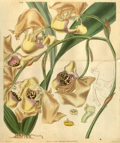Orchid, Coryanthes Maculata Black Ornate Wood Framed Art Print with Double Matting by Curtis, William