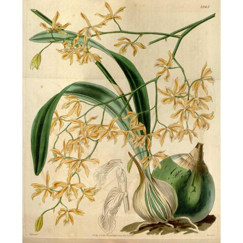 Orchid, Encyclia Candollei Gold Ornate Wood Framed Art Print with Double Matting by Curtis, William