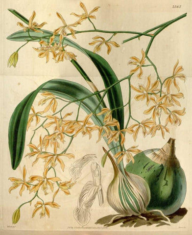 Orchid, Encyclia Candollei Black Ornate Wood Framed Art Print with Double Matting by Curtis, William