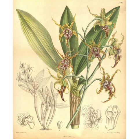 Orchid, Dendrobium Spectabile Gold Ornate Wood Framed Art Print with Double Matting by Curtis, William