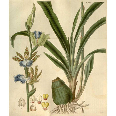 Orchid, Zygopetalum Mackayi Gold Ornate Wood Framed Art Print with Double Matting by Curtis, William
