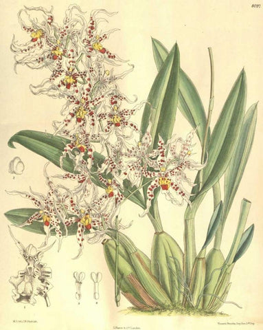 Orchid, Odontoglossum Naevium White Modern Wood Framed Art Print with Double Matting by Curtis, William