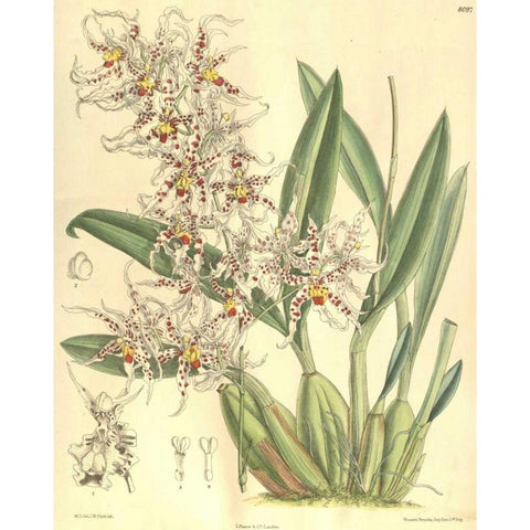 Orchid, Odontoglossum Naevium Gold Ornate Wood Framed Art Print with Double Matting by Curtis, William