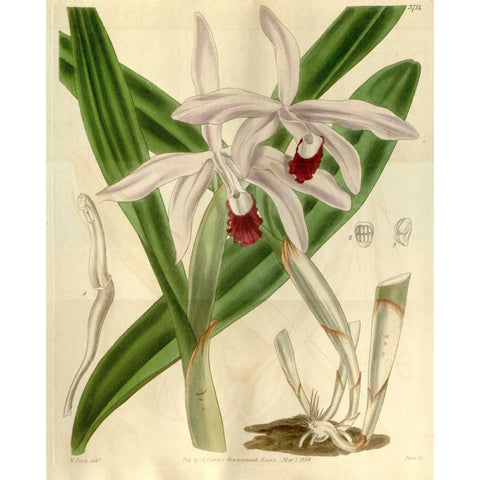 Orchid, Cattleya Intermedia Gold Ornate Wood Framed Art Print with Double Matting by Curtis, William