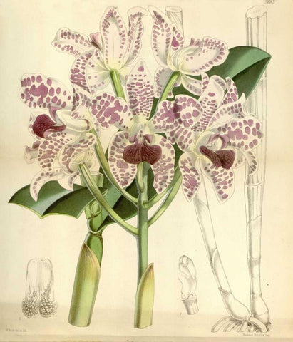 Orchid, Cattleya Amethystoglossa White Modern Wood Framed Art Print with Double Matting by Curtis, William