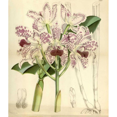 Orchid, Cattleya Amethystoglossa Gold Ornate Wood Framed Art Print with Double Matting by Curtis, William