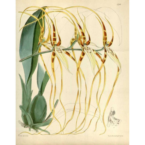 Orchid, Brassia Arcuigera Gold Ornate Wood Framed Art Print with Double Matting by Curtis, William