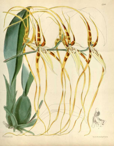 Orchid, Brassia Arcuigera Black Ornate Wood Framed Art Print with Double Matting by Curtis, William