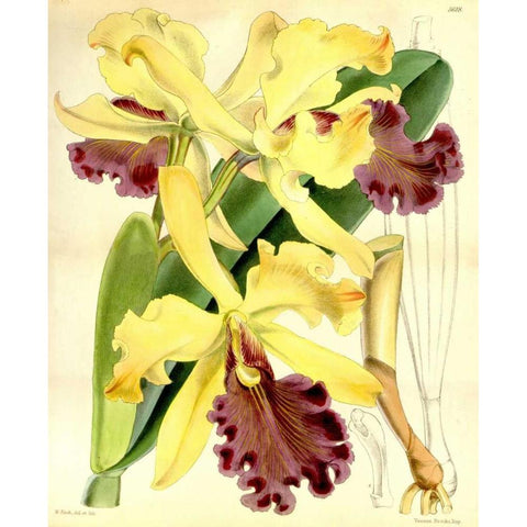 Orchid, Cattleya Dowiana Black Modern Wood Framed Art Print with Double Matting by Curtis, William